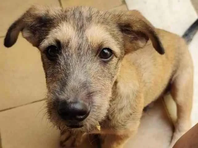 Cachorro ra a SRD idade 7 a 11 meses nome Apolo