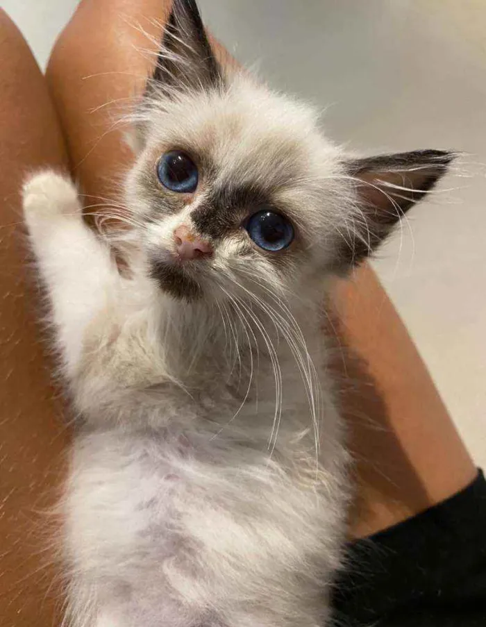 Gato ra a Srd idade 2 a 6 meses nome Tapioca
