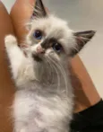 Tapioca