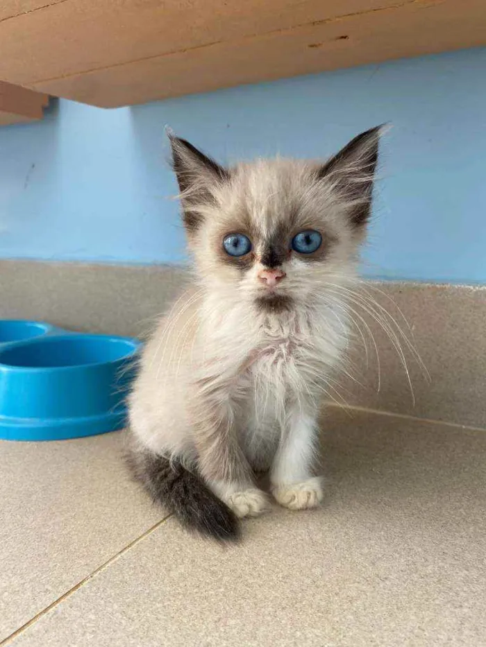 Gato ra a Srd idade 2 a 6 meses nome Tapioca