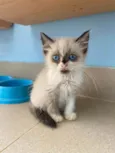 Tapioca