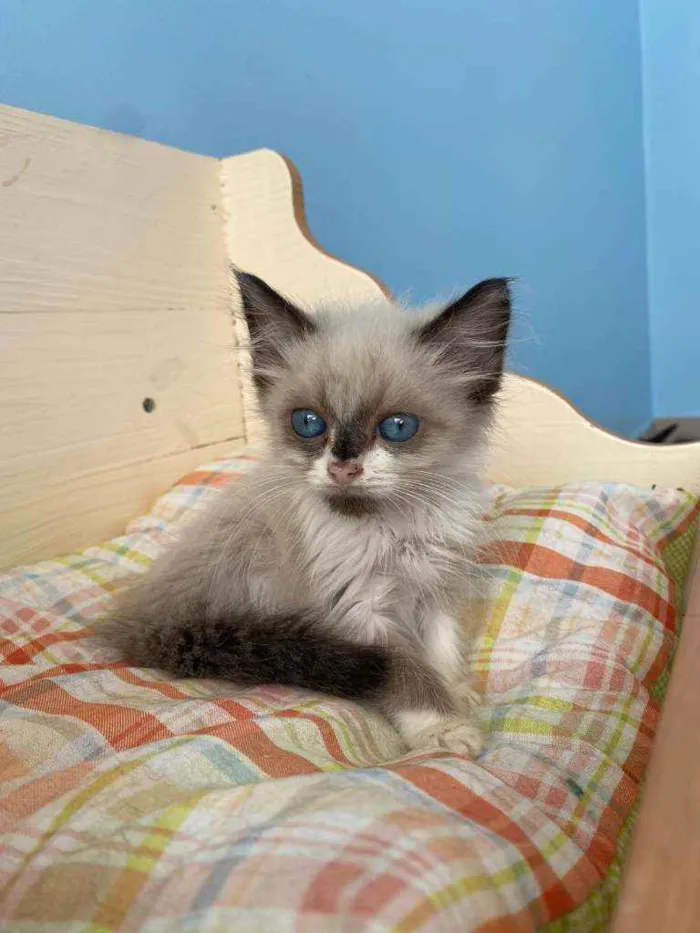 Gato ra a Srd idade 2 a 6 meses nome Tapioca