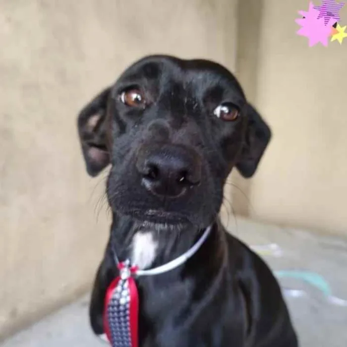 Cachorro ra a SRD idade 3 anos nome Baruk