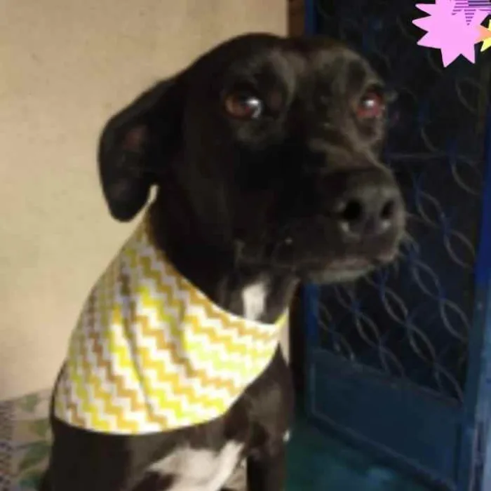 Cachorro ra a SRD idade 3 anos nome Baruk