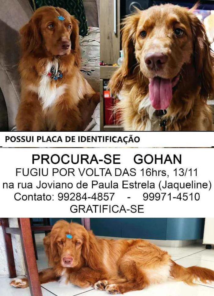 Cachorro raça Golden com cokier idade 1 ano nome Gohan