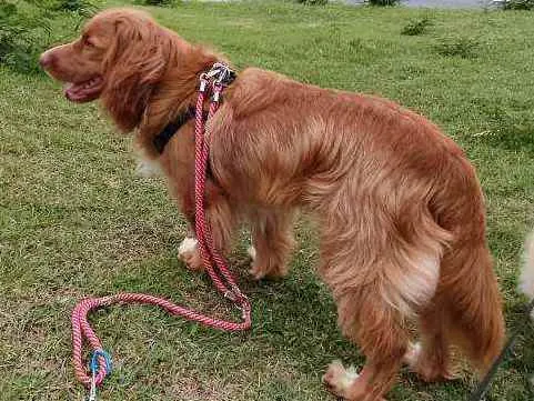 Cachorro raça Golden com cokier idade 1 ano nome Gohan