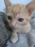 Amarelinha