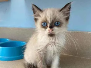 Gato raça Srd idade 2 a 6 meses nome Tapioca