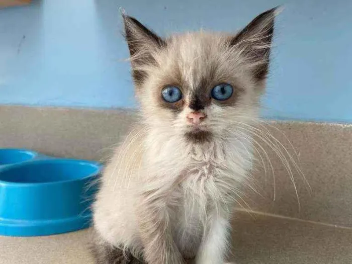 Gato ra a Srd idade 2 a 6 meses nome Tapioca