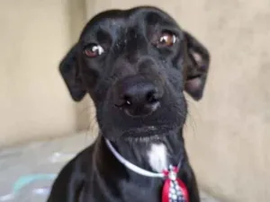 Cachorro raça SRD idade 3 anos nome Baruk