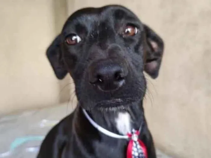 Cachorro ra a SRD idade 3 anos nome Baruk