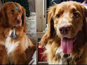 Cachorro raça Golden com cokier idade 1 ano nome Gohan