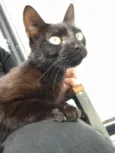 Pretinha