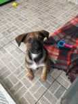 Cachorro raça SRD  idade 2 a 6 meses nome Sem nome