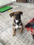Cachorro raça SRD  idade 2 a 6 meses nome Sem nome
