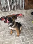 Cachorro raça SRD  idade 2 a 6 meses nome Sem nome
