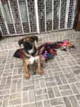 Cachorro raça SRD  idade 2 a 6 meses nome Sem nome