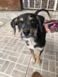 Cachorro raça SRD idade 2 a 6 meses nome Sem Nome
