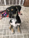 Cachorro raça SRD idade 2 a 6 meses nome Sem Nome