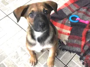 Cachorro raça SRD  idade 2 a 6 meses nome Sem nome