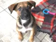 Cachorro raça SRD  idade 2 a 6 meses nome Sem nome