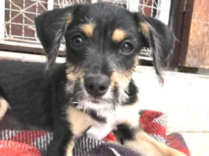 Cachorro raça SRD idade 2 a 6 meses nome Sem Nome