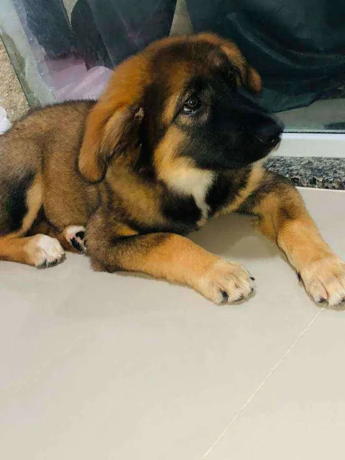Cachorro ra a SRD idade 2 a 6 meses nome Tulipa