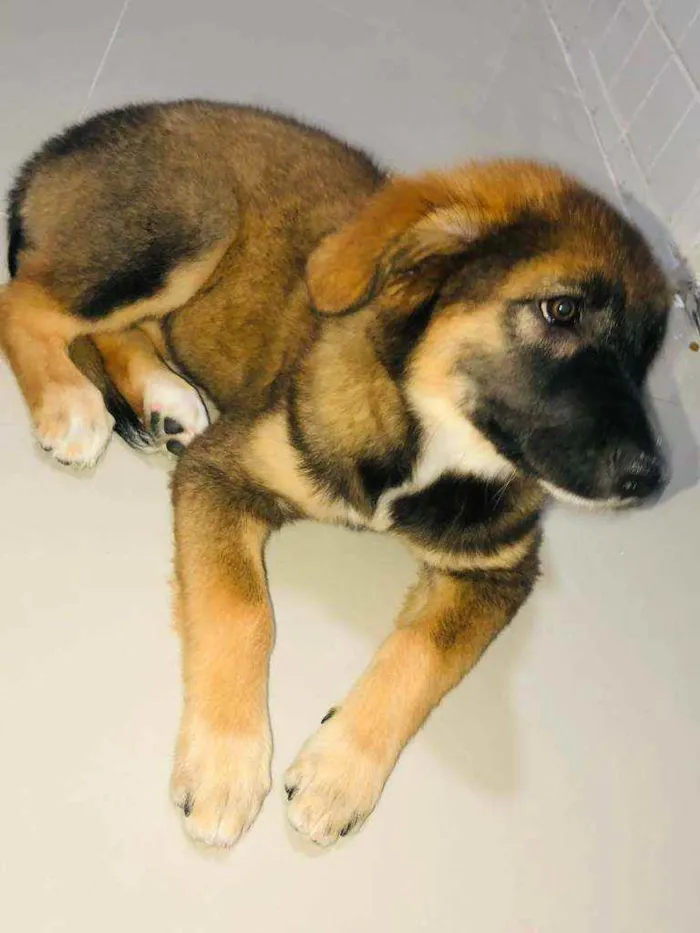 Cachorro ra a SRD idade 2 a 6 meses nome Tulipa