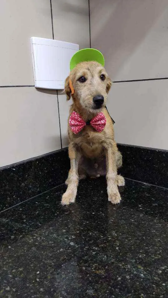 Cachorro raça Srd idade 7 a 11 meses nome Bartho