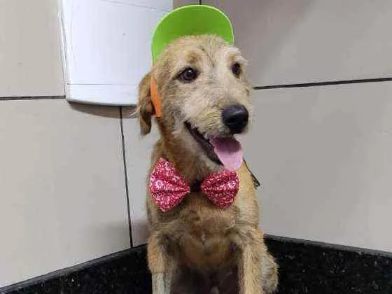 Cachorro raça Srd idade 7 a 11 meses nome Bartho