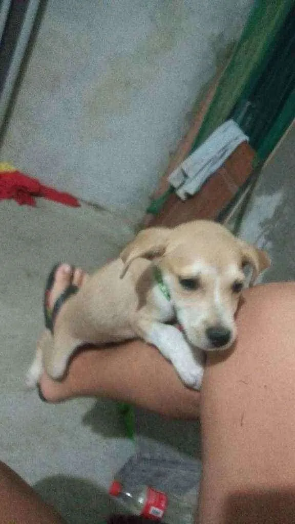 Cachorro ra a Vira-lata idade 2 a 6 meses nome Lucky