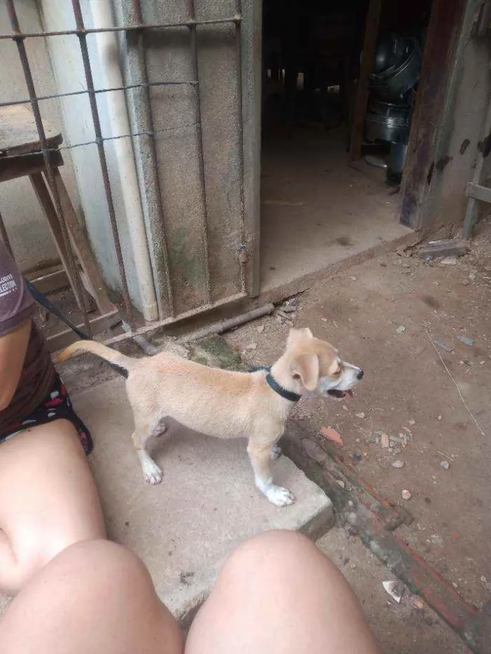 Cachorro ra a Vira-lata idade 2 a 6 meses nome Lucky