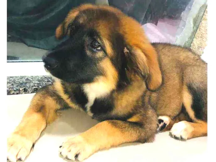 Cachorro ra a SRD idade 2 a 6 meses nome Tulipa