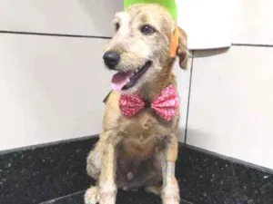Cachorro raça Srd idade 7 a 11 meses nome Bartho