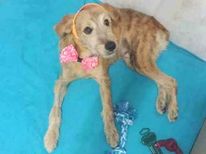Cachorro raça Srd idade 7 a 11 meses nome Bartho