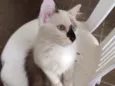 bob