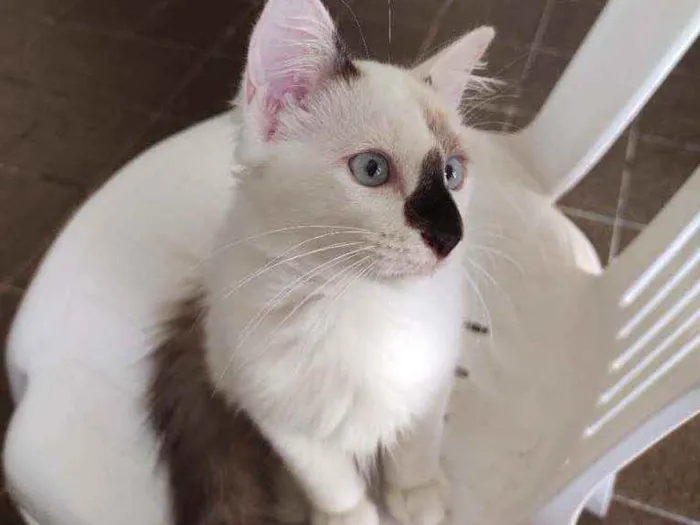 Gato raça  idade 2 a 6 meses nome bob