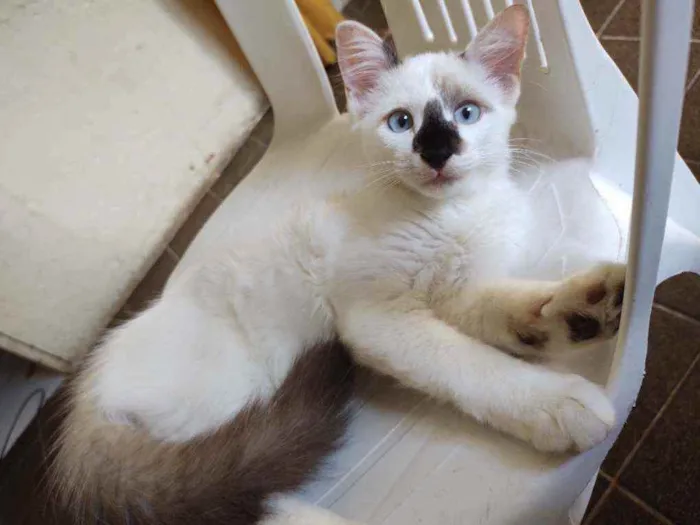 Gato raça  idade 2 a 6 meses nome bob