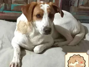 Cachorro raça SRD idade 2 anos nome Snoopy