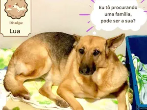 Cachorro raça Pastor alemão  idade 5 anos nome Lua