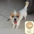 Xuxu