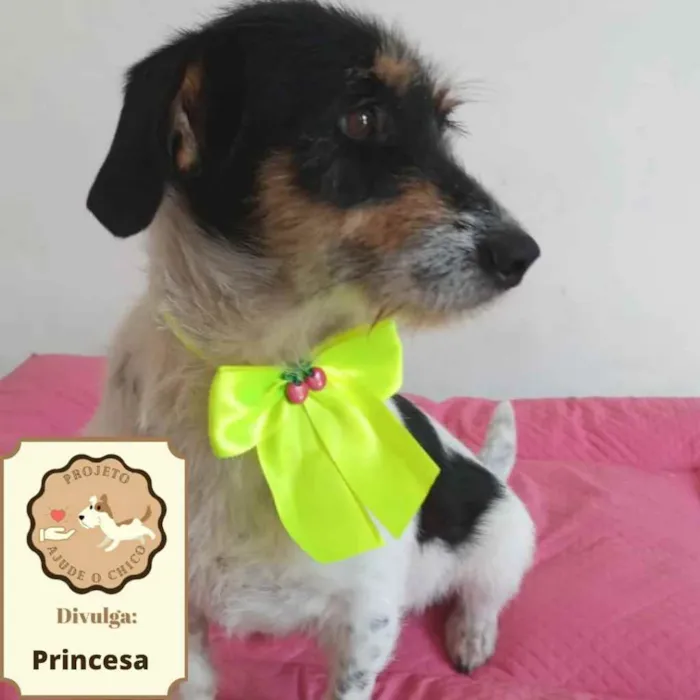Cachorro ra a SRD idade 3 anos nome Princesa