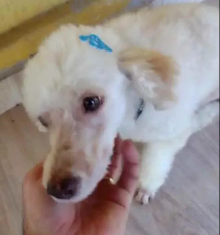 Cachorro ra a Poodle idade 5 anos nome Kin