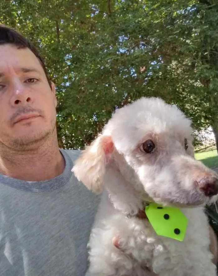 Cachorro ra a Poodle idade 5 anos nome Kin
