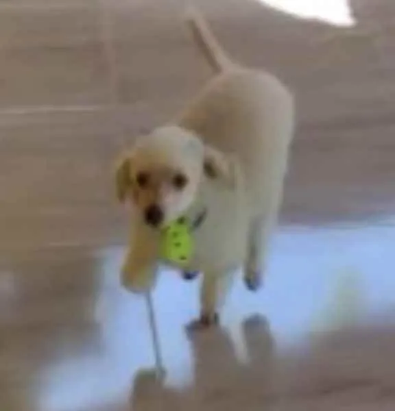 Cachorro ra a Poodle idade 5 anos nome Kin