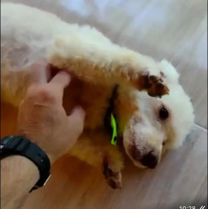 Cachorro ra a Poodle idade 5 anos nome Kin