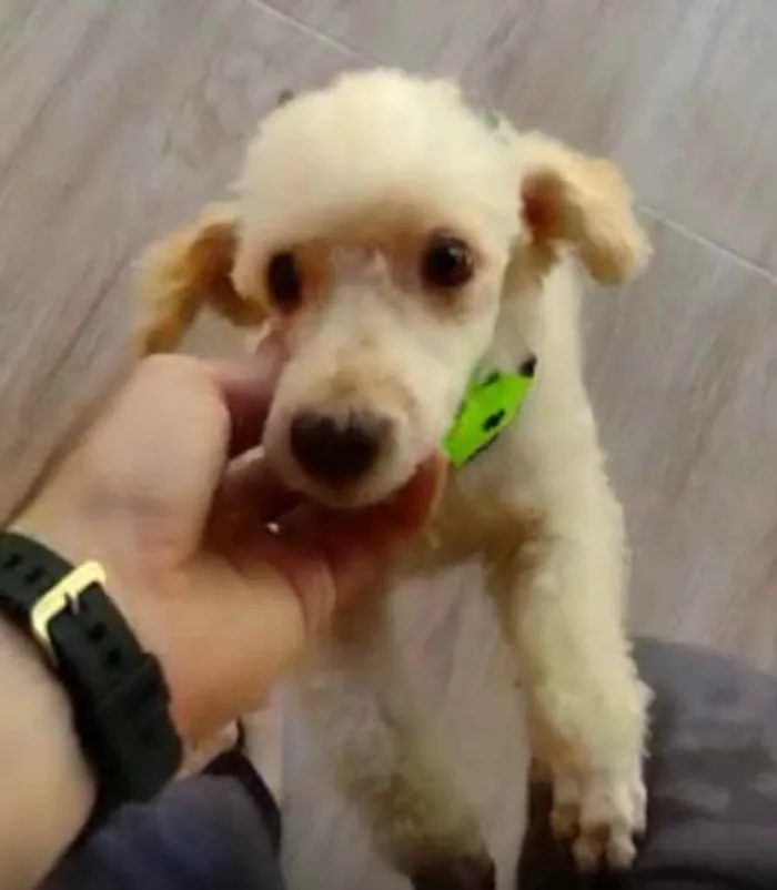 Cachorro ra a Poodle idade 5 anos nome Kin