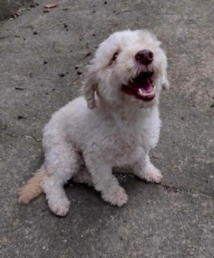 Cachorro ra a Poodle idade 5 anos nome Kin