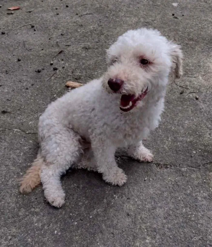 Cachorro ra a Poodle idade 5 anos nome Kin