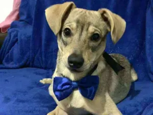 Cachorro raça  idade 7 a 11 meses nome Thor 